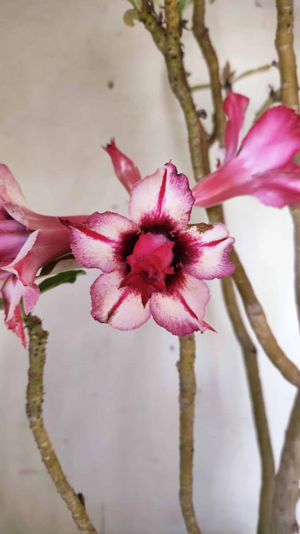 Planta Dobrada 3051 – 50cm – 04 anos