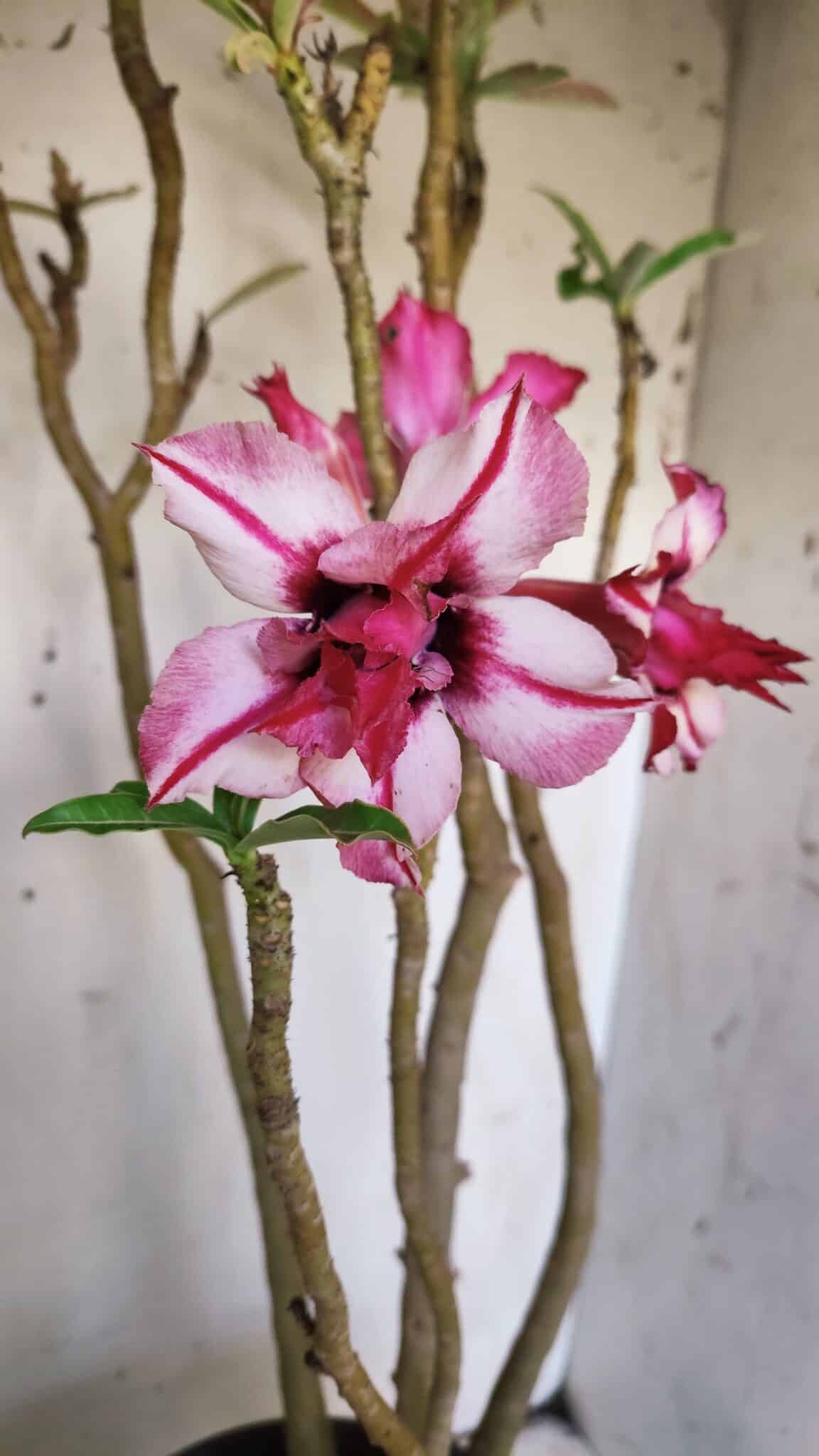 Planta Dobrada 3051 – 50cm – 04 anos