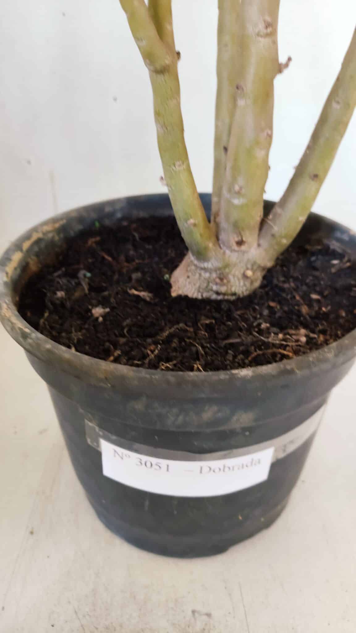 Planta Dobrada 3051 – 50cm – 04 anos
