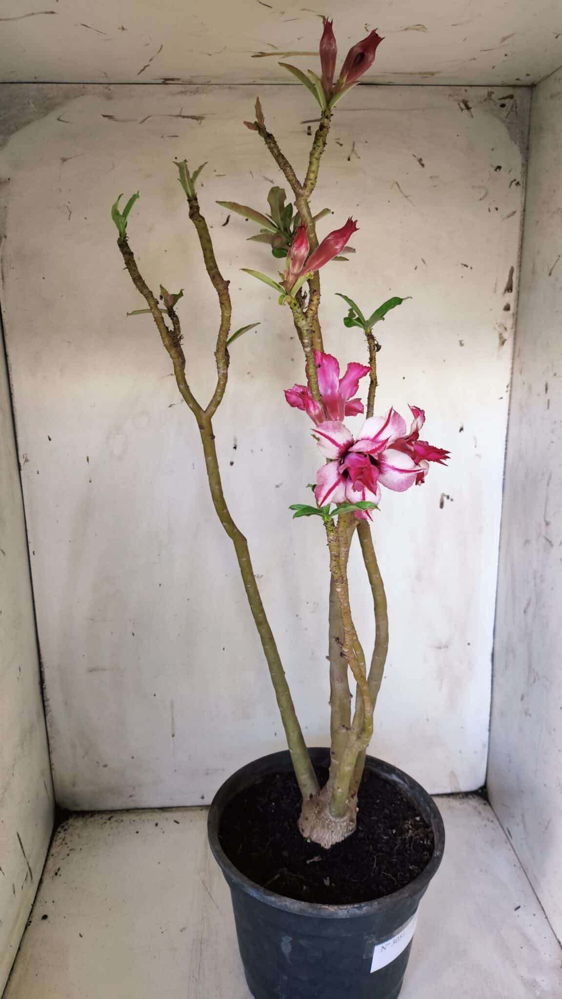 Planta Dobrada 3051 – 50cm – 04 anos