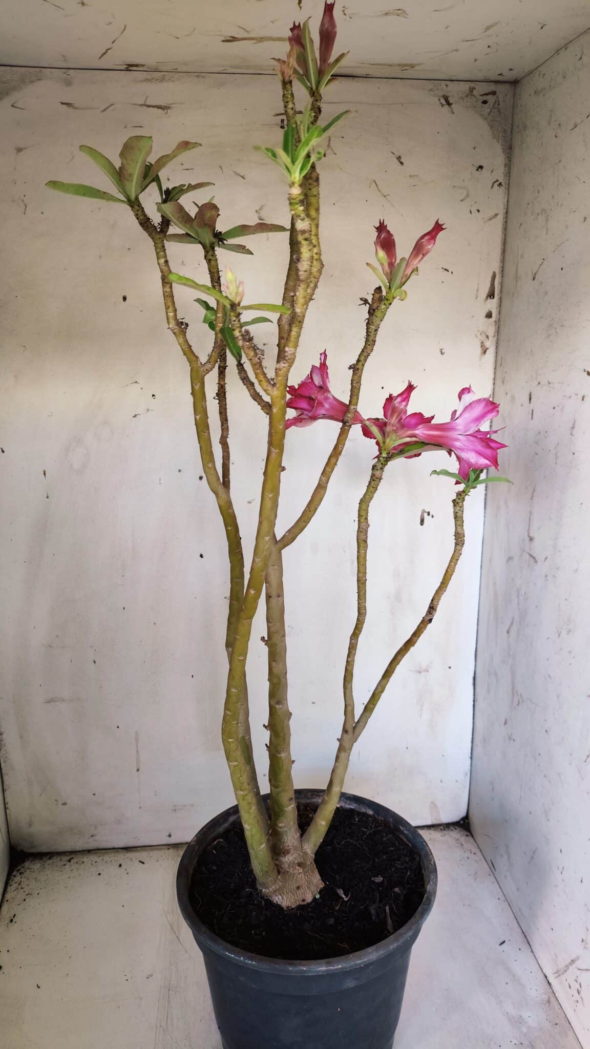 Planta Dobrada 3051 – 50cm – 04 anos