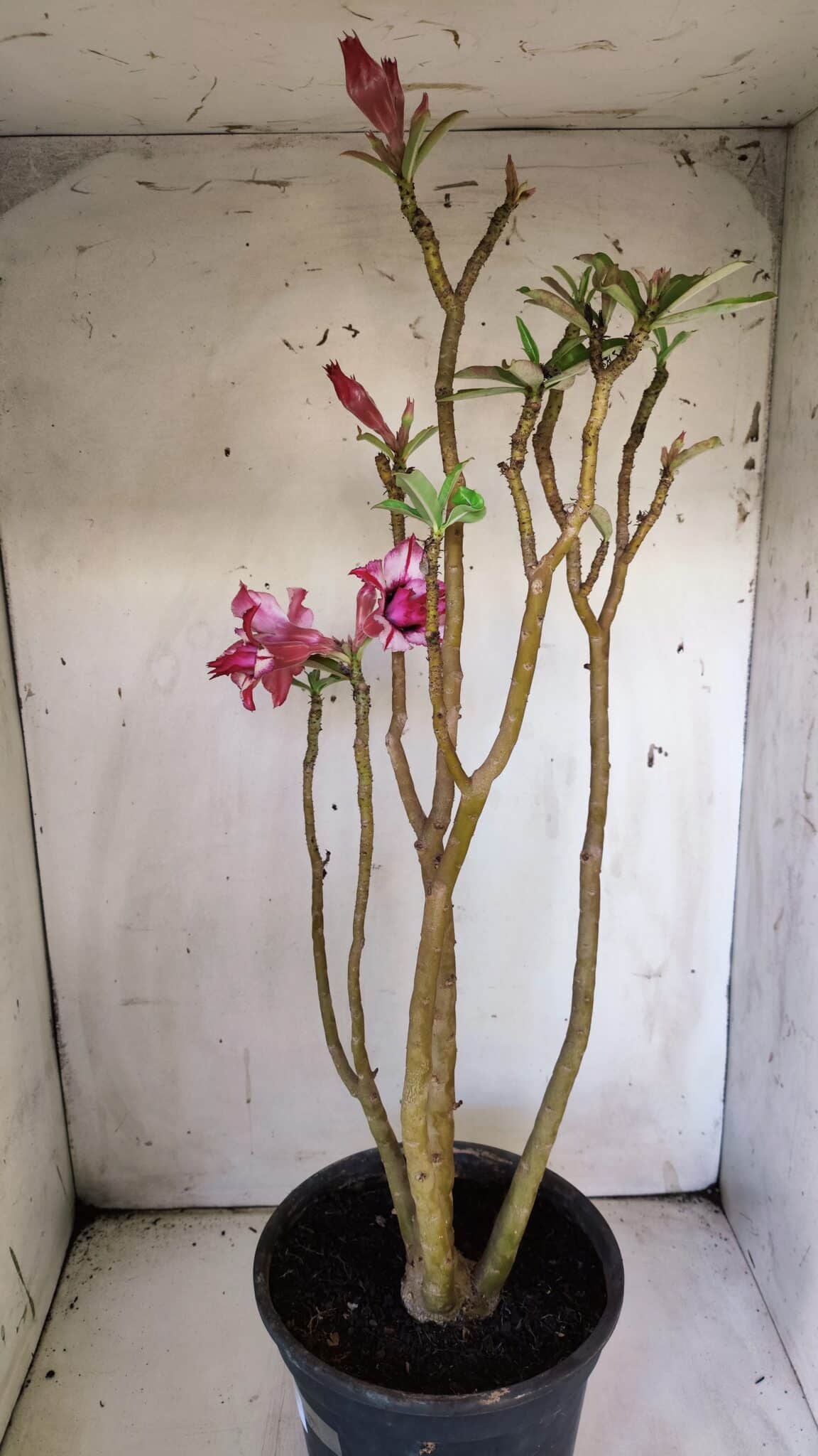 Planta Dobrada 3051 – 50cm – 04 anos