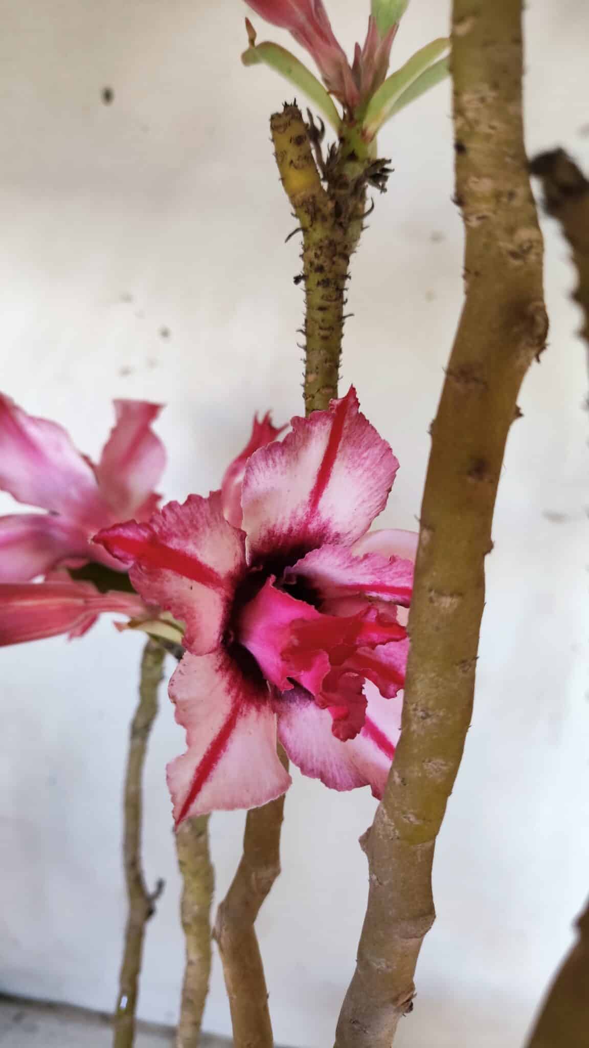 Planta Dobrada 3051 – 50cm – 04 anos