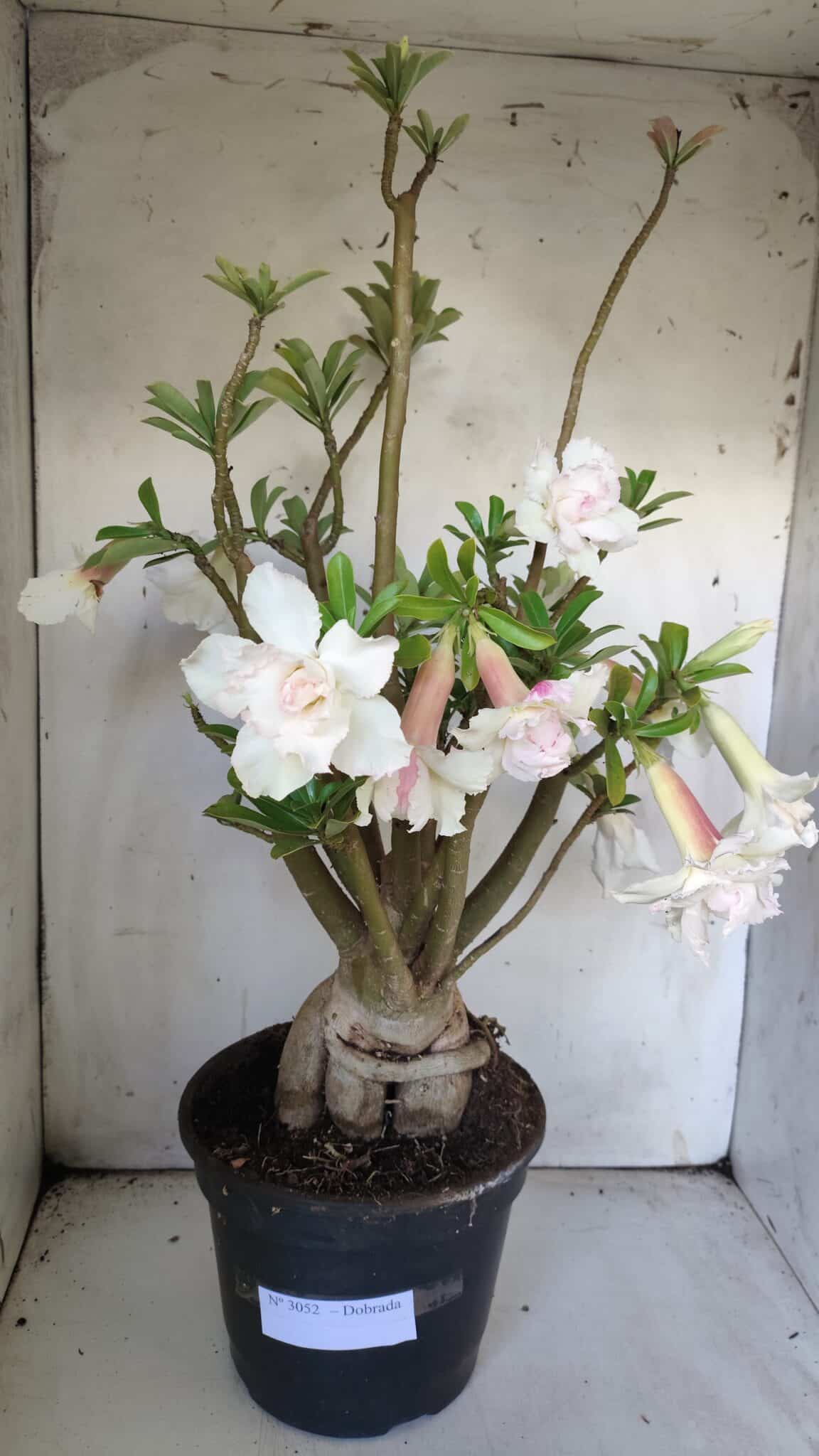 Planta Dobrada 3052 – 50cm – 05 anos