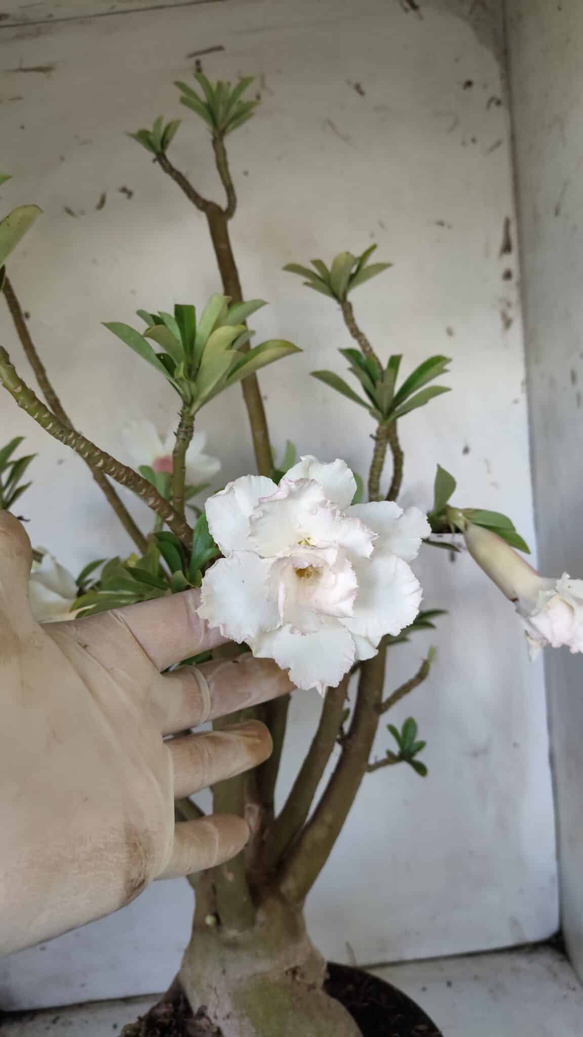 Planta Dobrada 3052 – 50cm – 05 anos