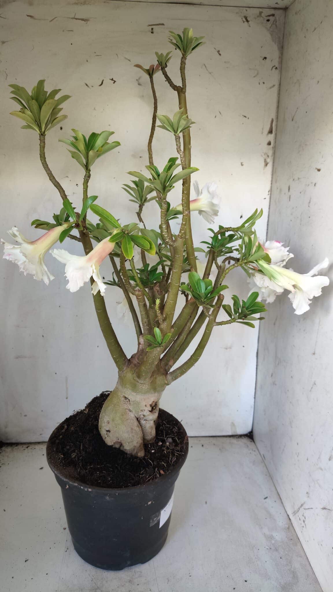 Planta Dobrada 3052 – 50cm – 05 anos