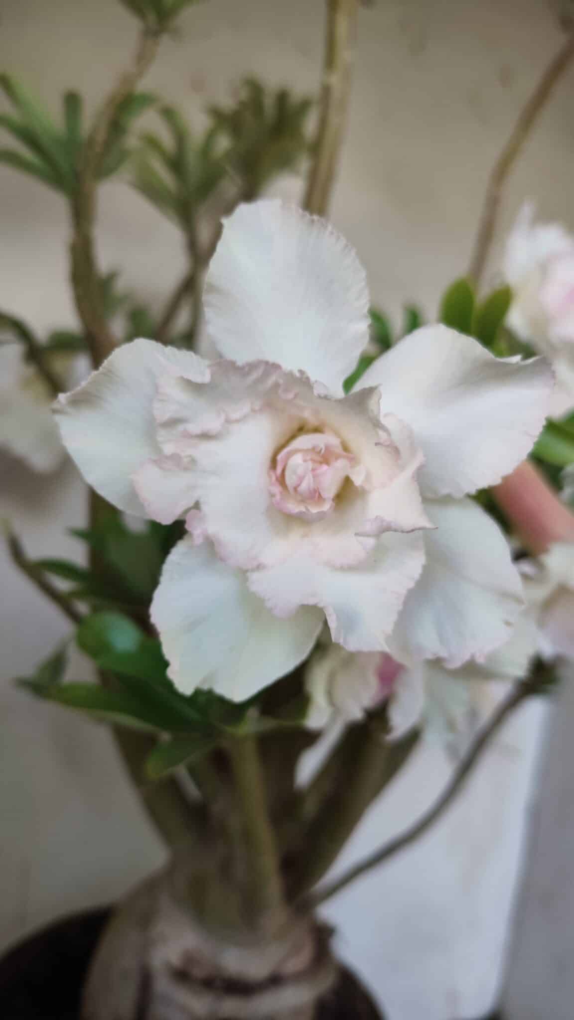 Planta Dobrada 3052 – 50cm – 05 anos
