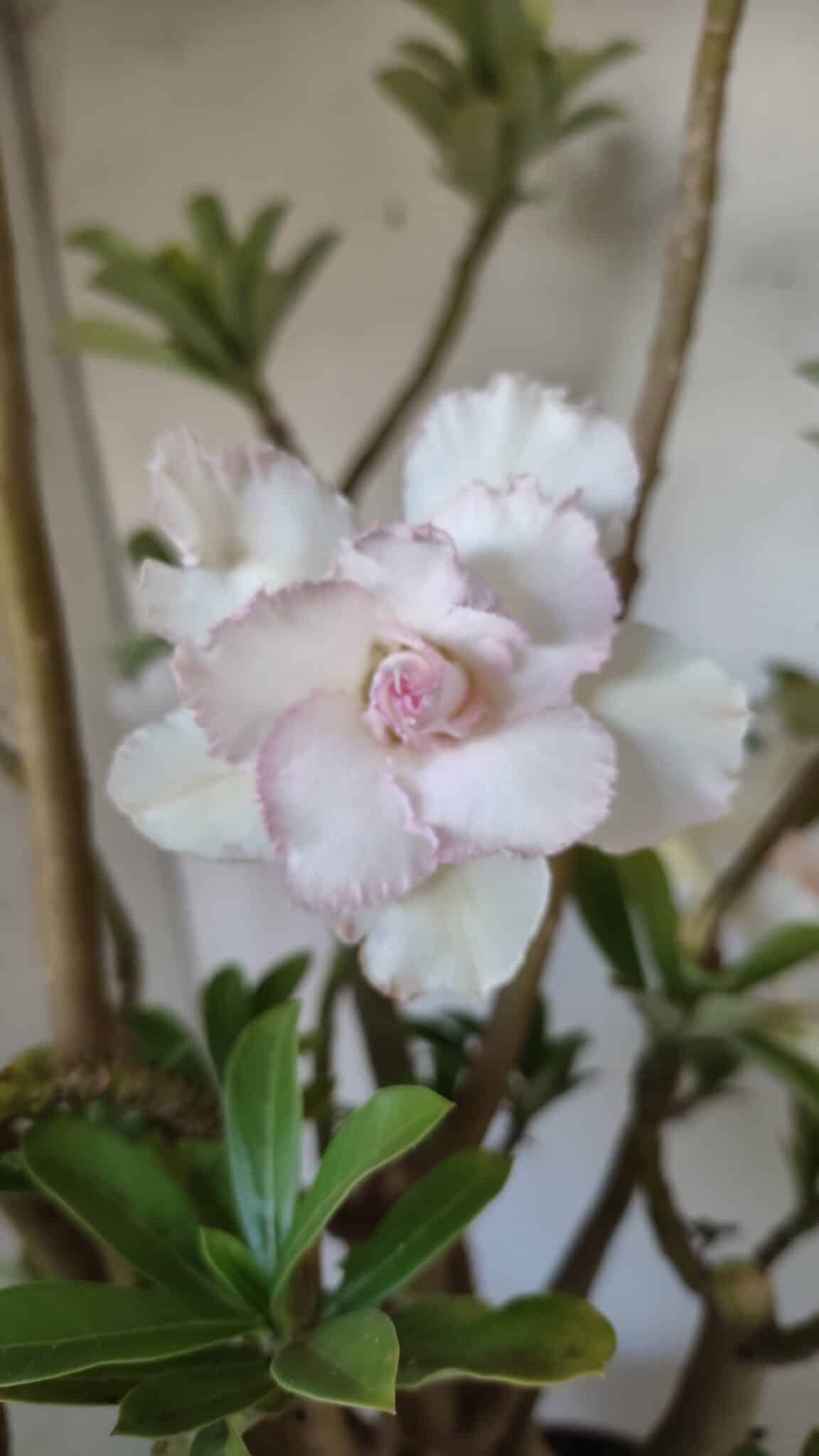 Planta Dobrada 3052 – 50cm – 05 anos
