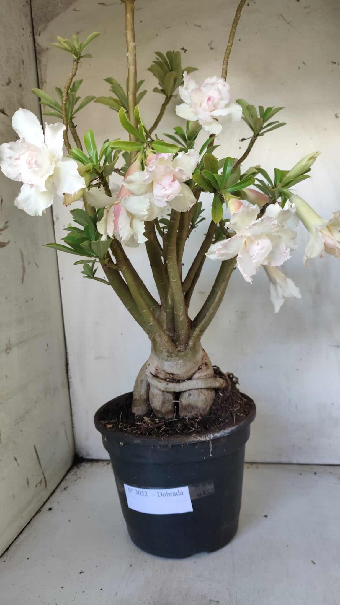 Planta Dobrada 3052 – 50cm – 05 anos