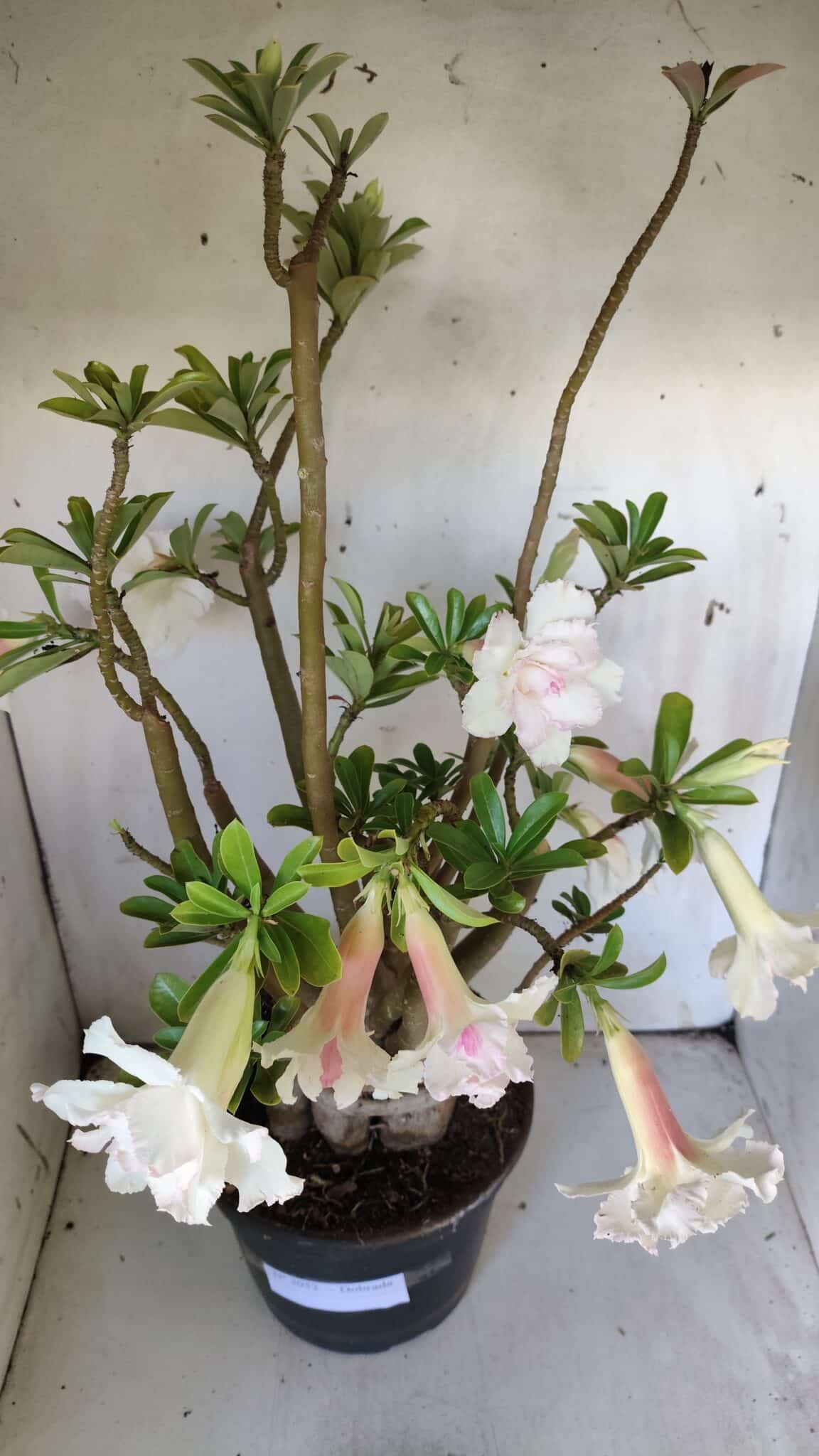 Planta Dobrada 3052 – 50cm – 05 anos