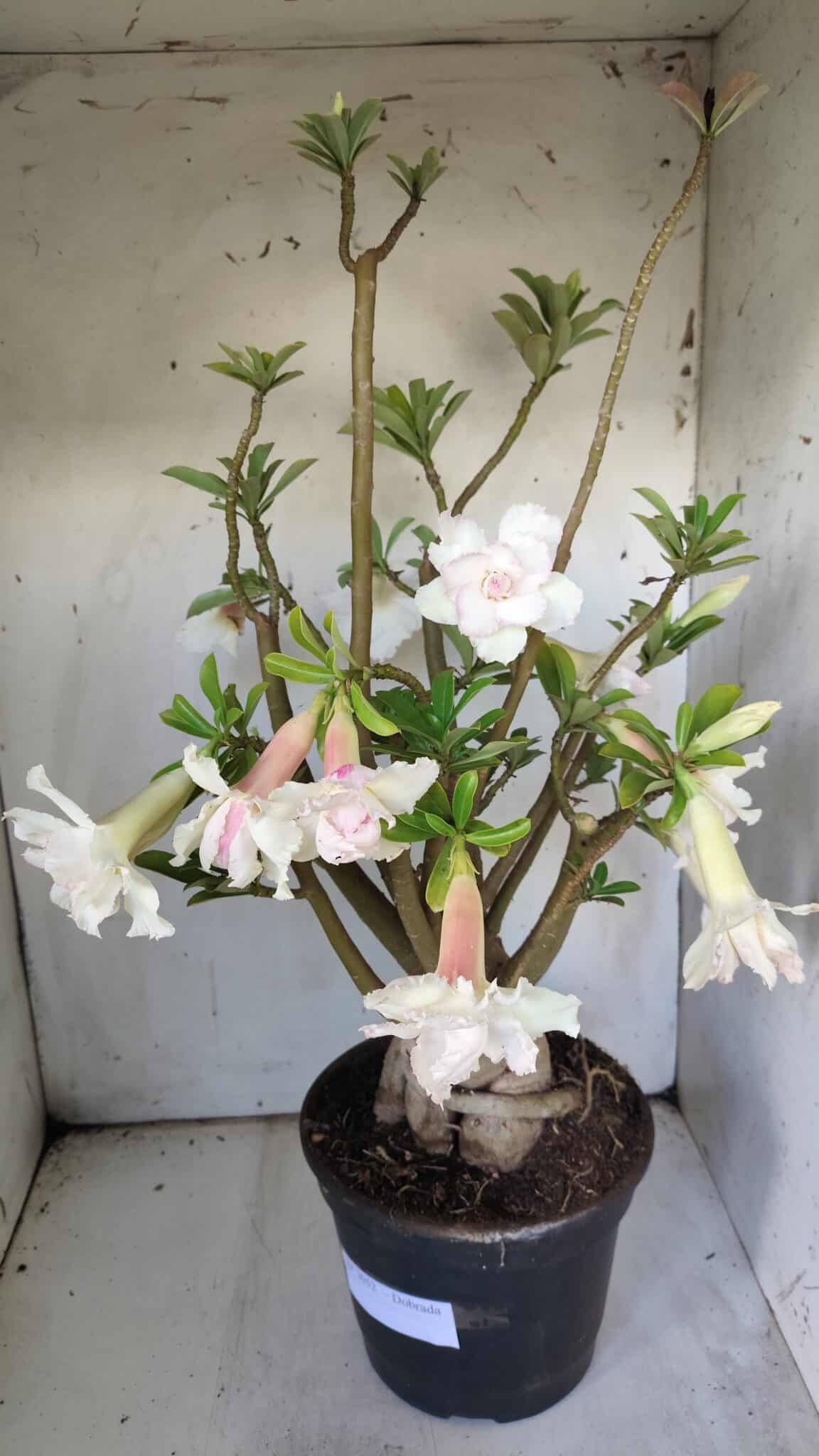 Planta Dobrada 3052 – 50cm – 05 anos