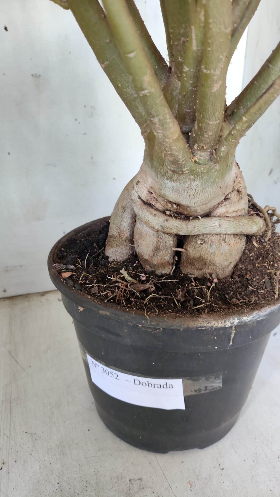 Planta Dobrada 3052 – 50cm – 05 anos
