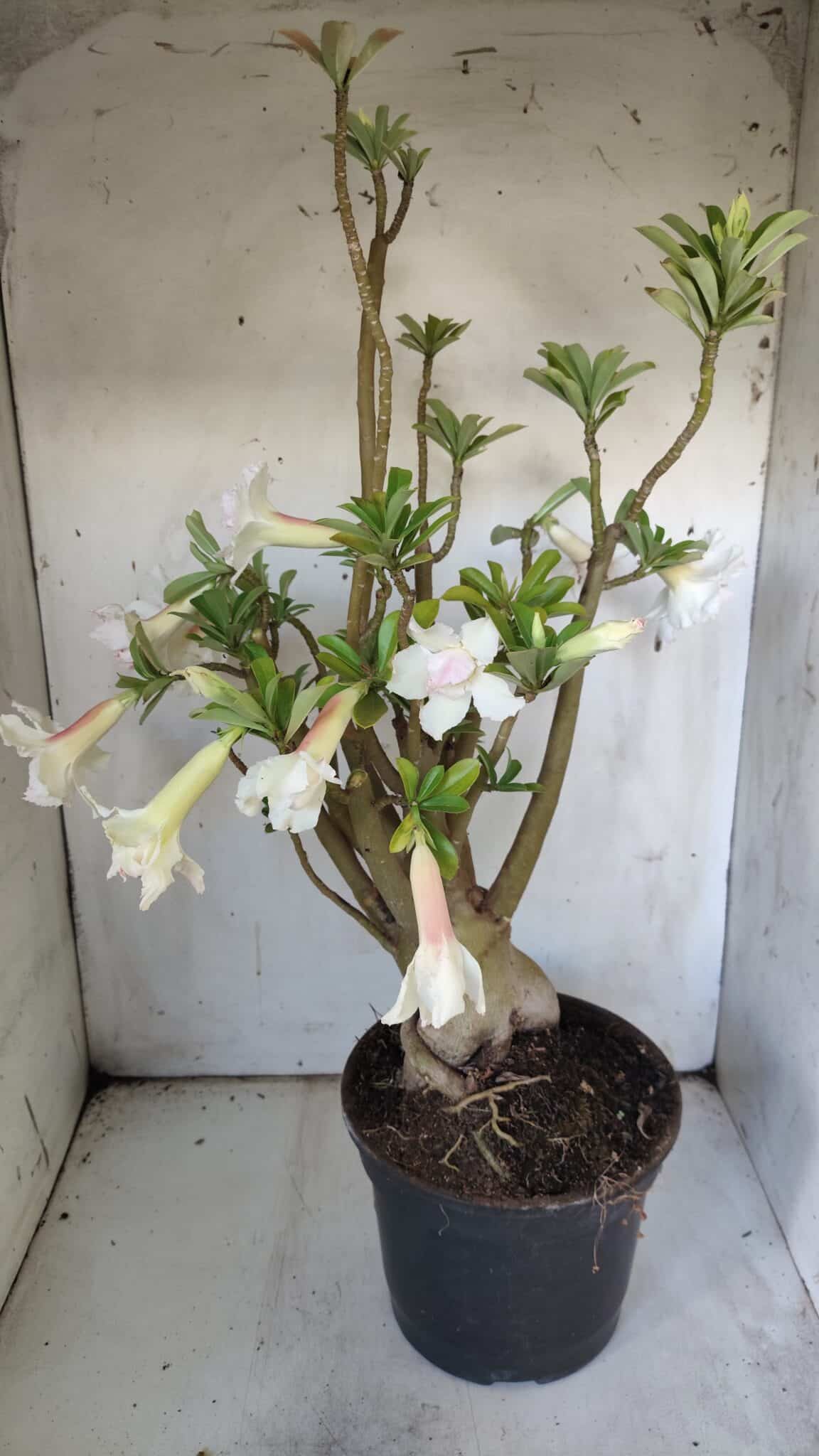 Planta Dobrada 3052 – 50cm – 05 anos