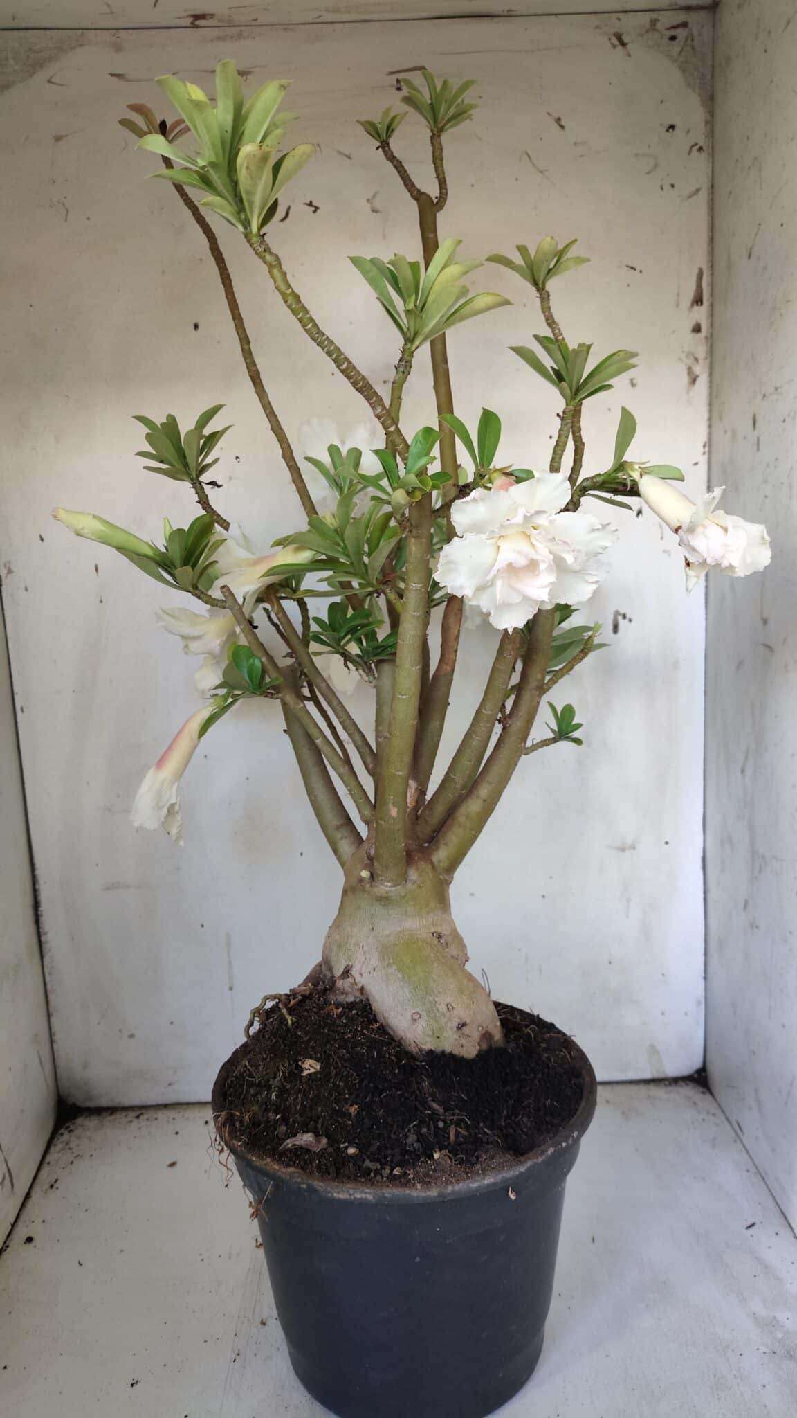 Planta Dobrada 3052 – 50cm – 05 anos