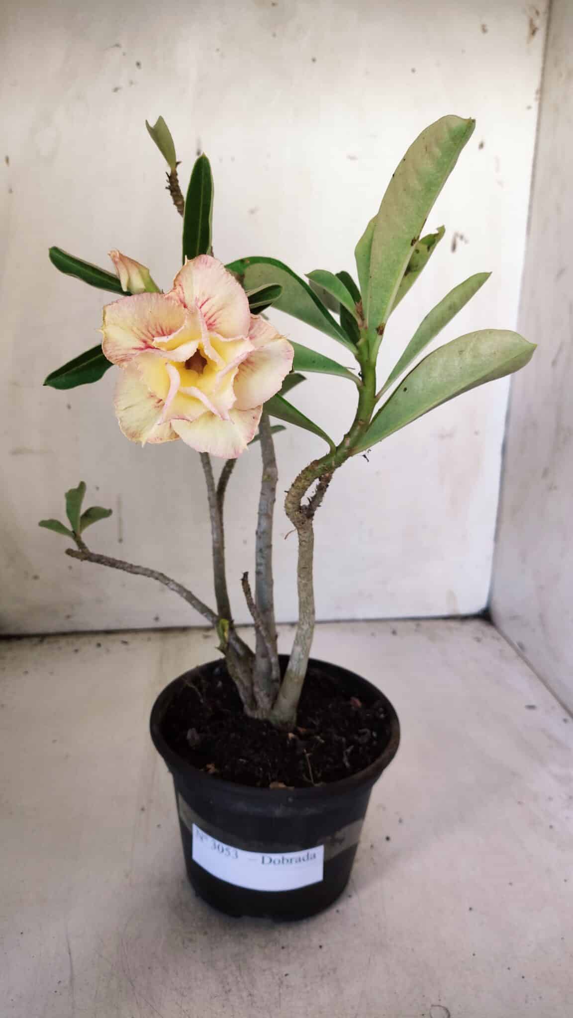 Planta Dobrada 3053 – 30cm – 02 anos