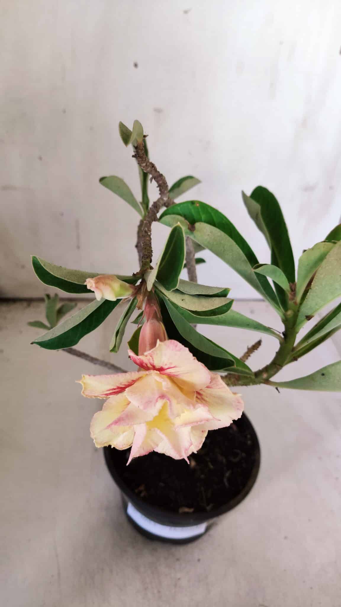 Planta Dobrada 3053 – 30cm – 02 anos