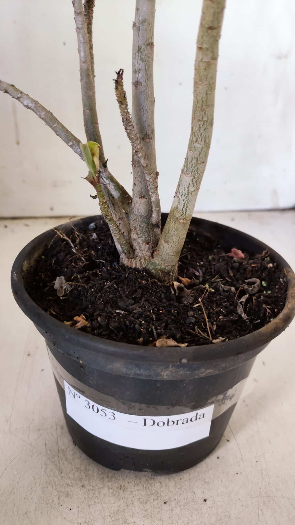 Planta Dobrada 3053 – 30cm – 02 anos