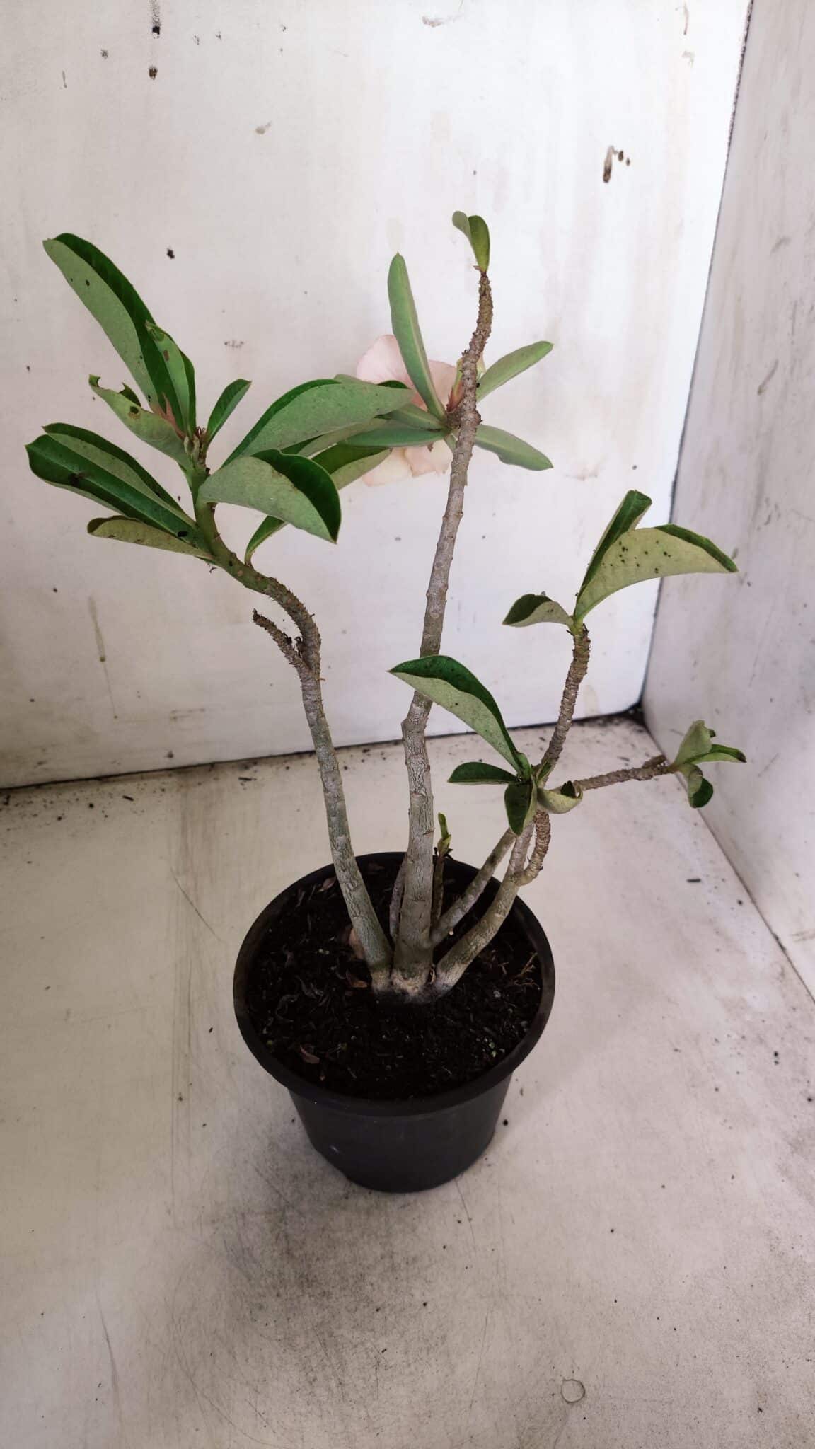 Planta Dobrada 3053 – 30cm – 02 anos