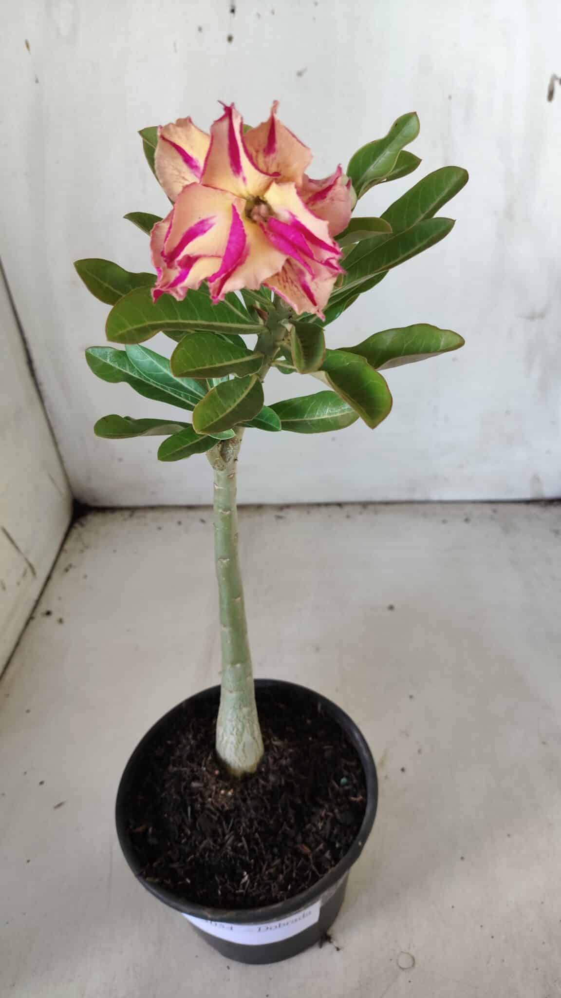 Planta Dobrada 3054 – 30cm – 02 anos