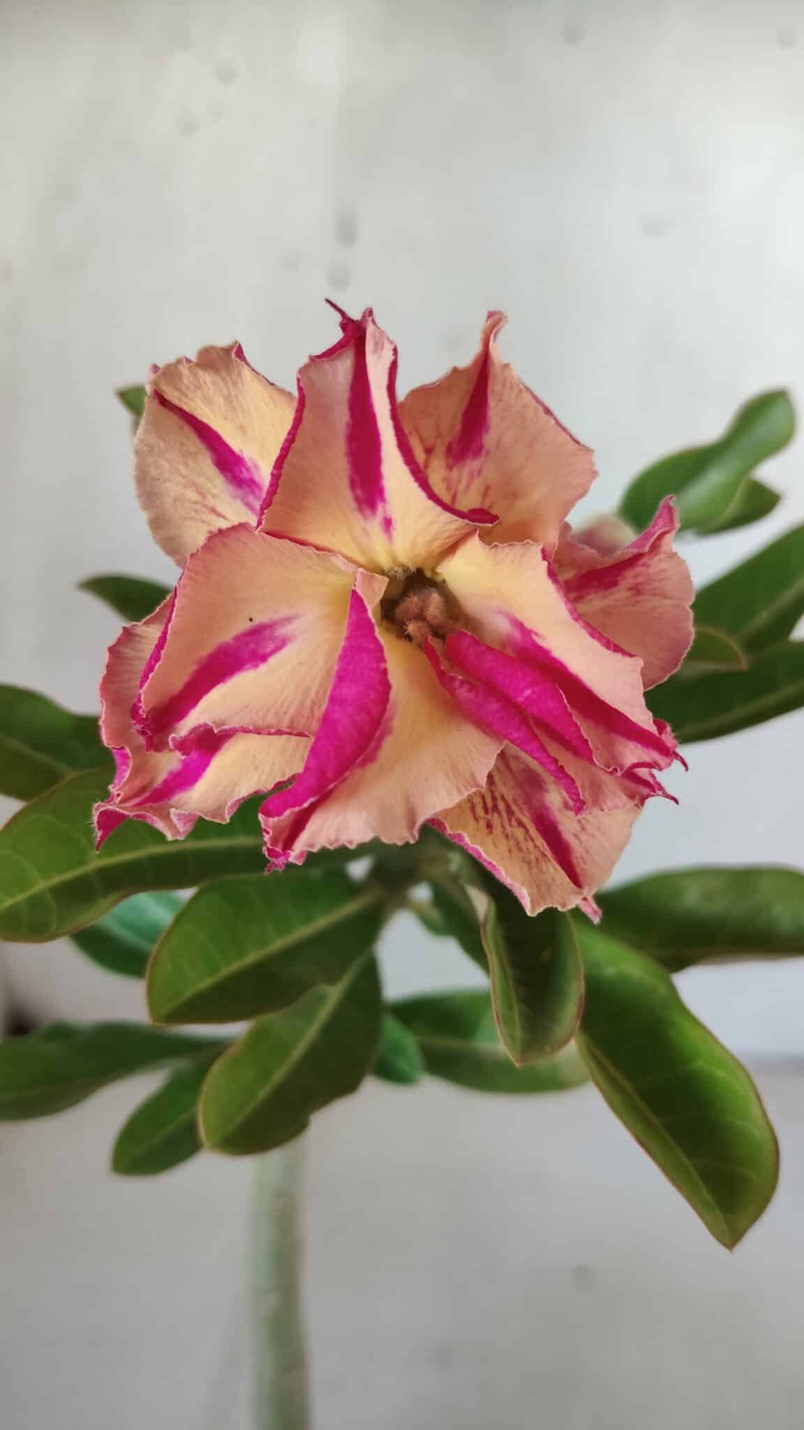 Planta Dobrada 3054 – 30cm – 02 anos