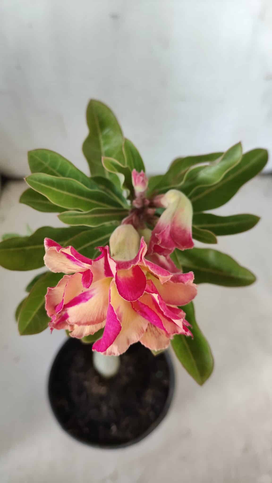Planta Dobrada 3054 – 30cm – 02 anos