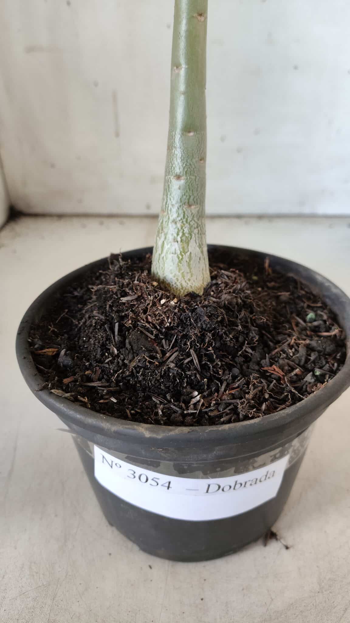 Planta Dobrada 3054 – 30cm – 02 anos