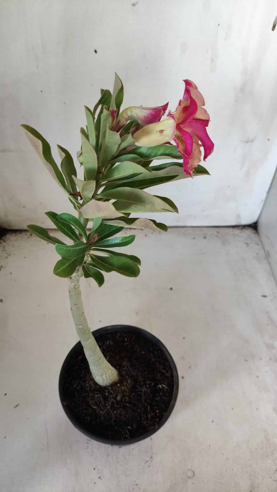 Planta Dobrada 3054 – 30cm – 02 anos