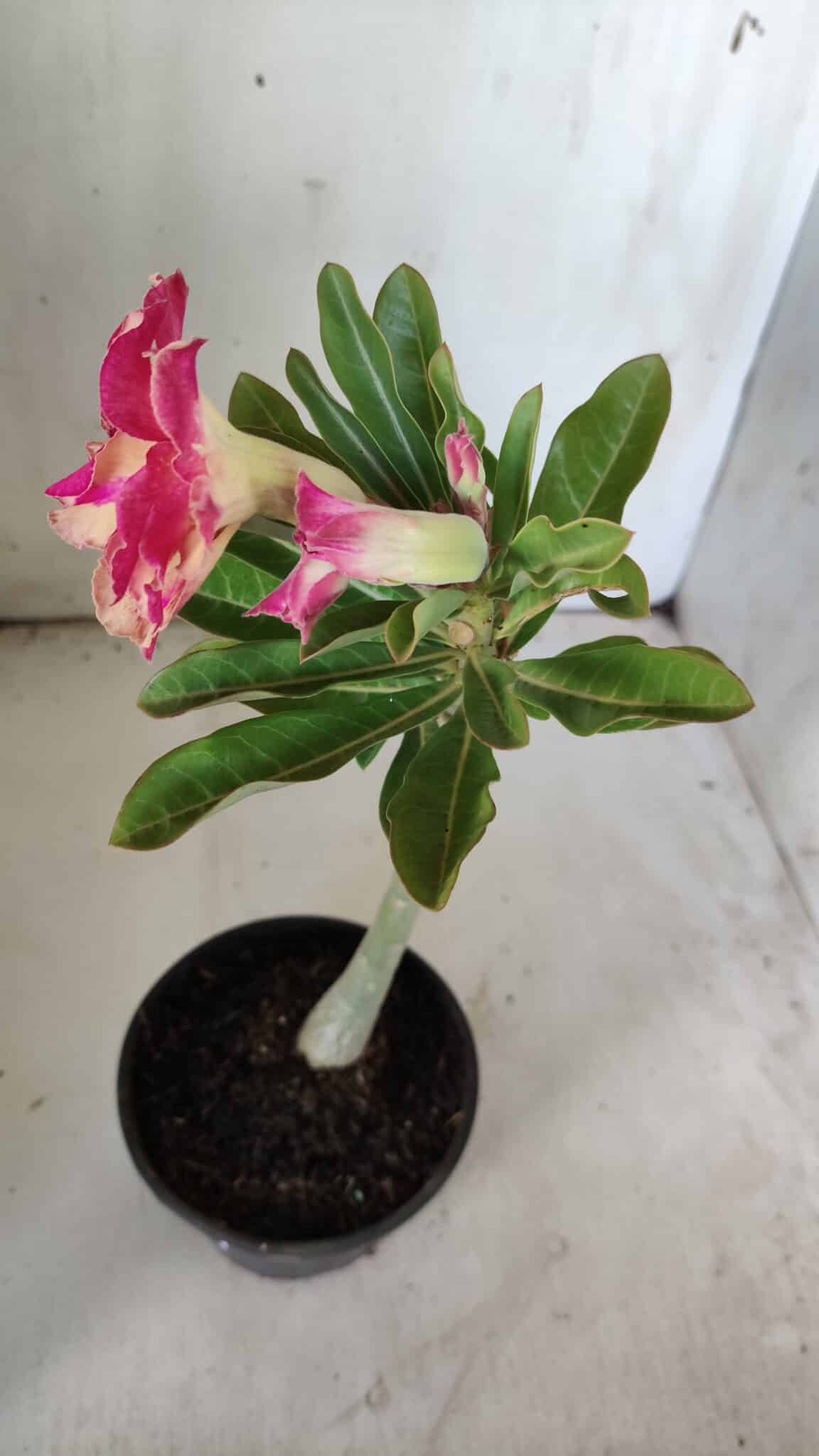 Planta Dobrada 3054 – 30cm – 02 anos