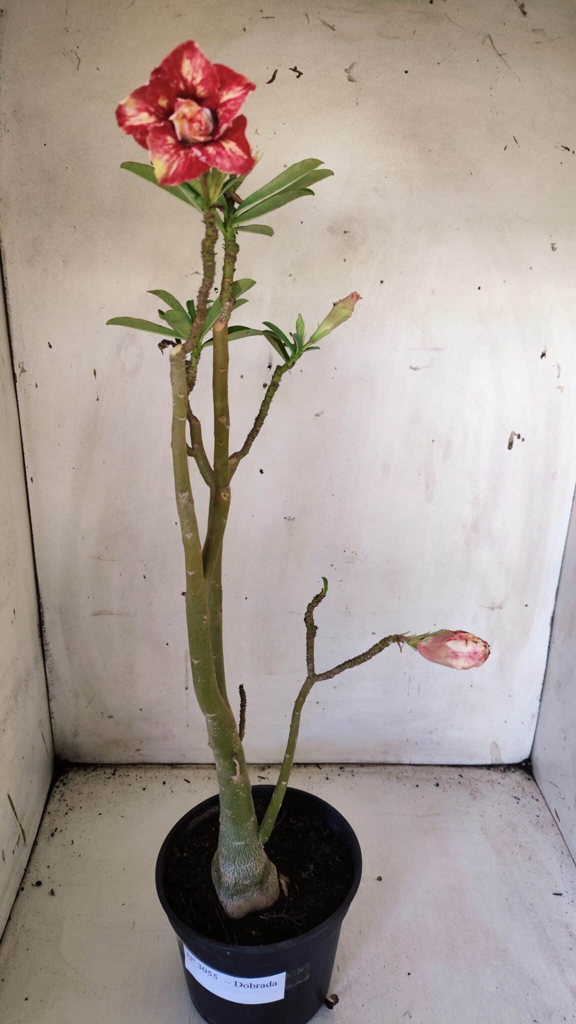 Planta Dobrada 3055 – 40cm – 03 anos