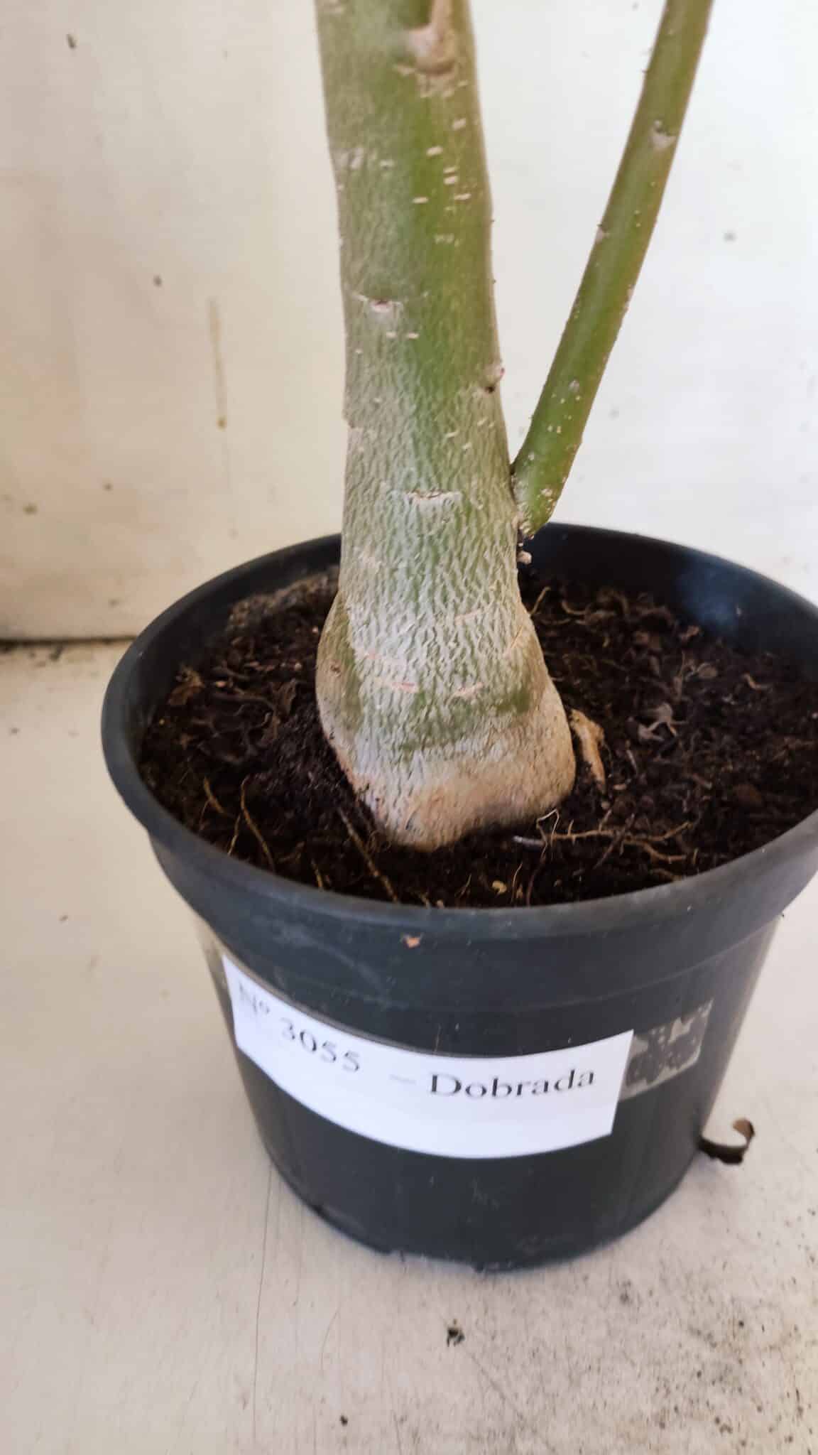 Planta Dobrada 3055 – 40cm – 03 anos