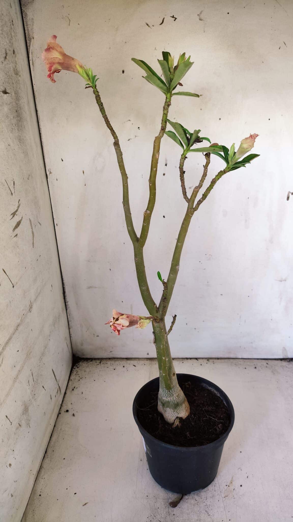 Planta Dobrada 3055 – 40cm – 03 anos
