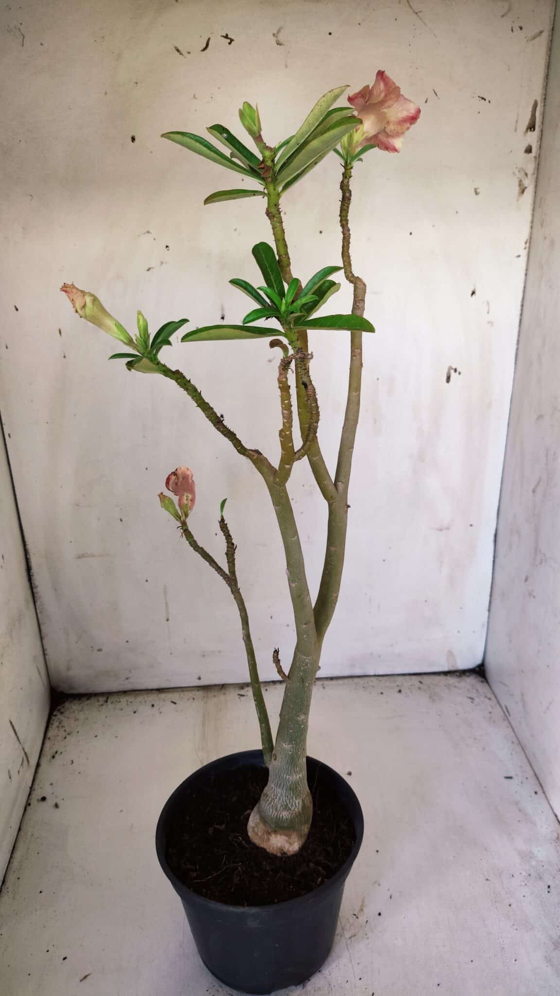 Planta Dobrada 3055 – 40cm – 03 anos