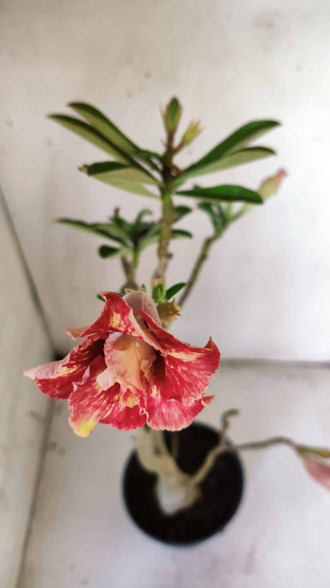 Planta Dobrada 3055 – 40cm – 03 anos