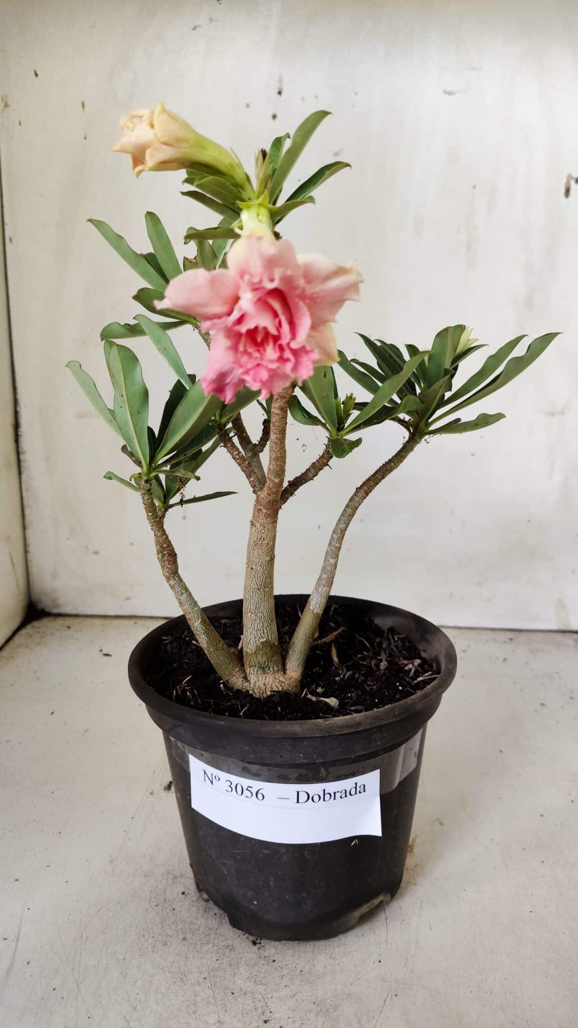 Planta Dobrada 3056 – 30cm – 02 anos