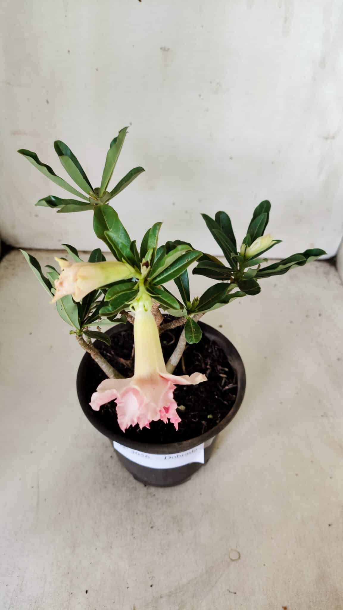Planta Dobrada 3056 – 30cm – 02 anos