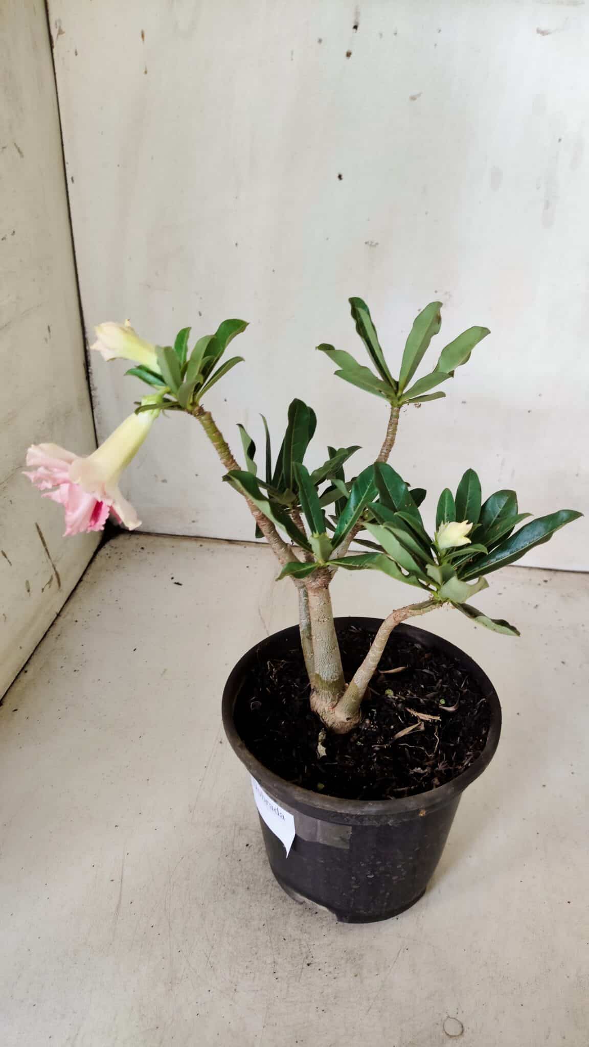 Planta Dobrada 3056 – 30cm – 02 anos