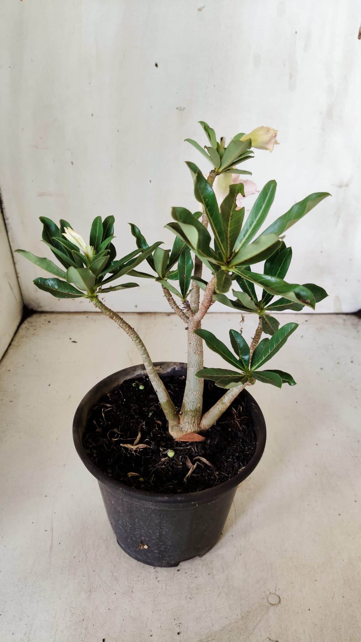 Planta Dobrada 3056 – 30cm – 02 anos