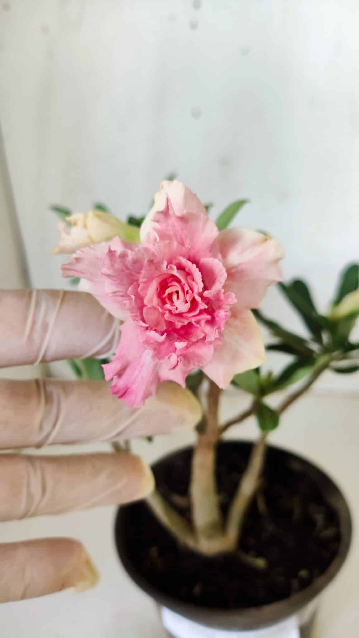 Planta Dobrada 3056 – 30cm – 02 anos