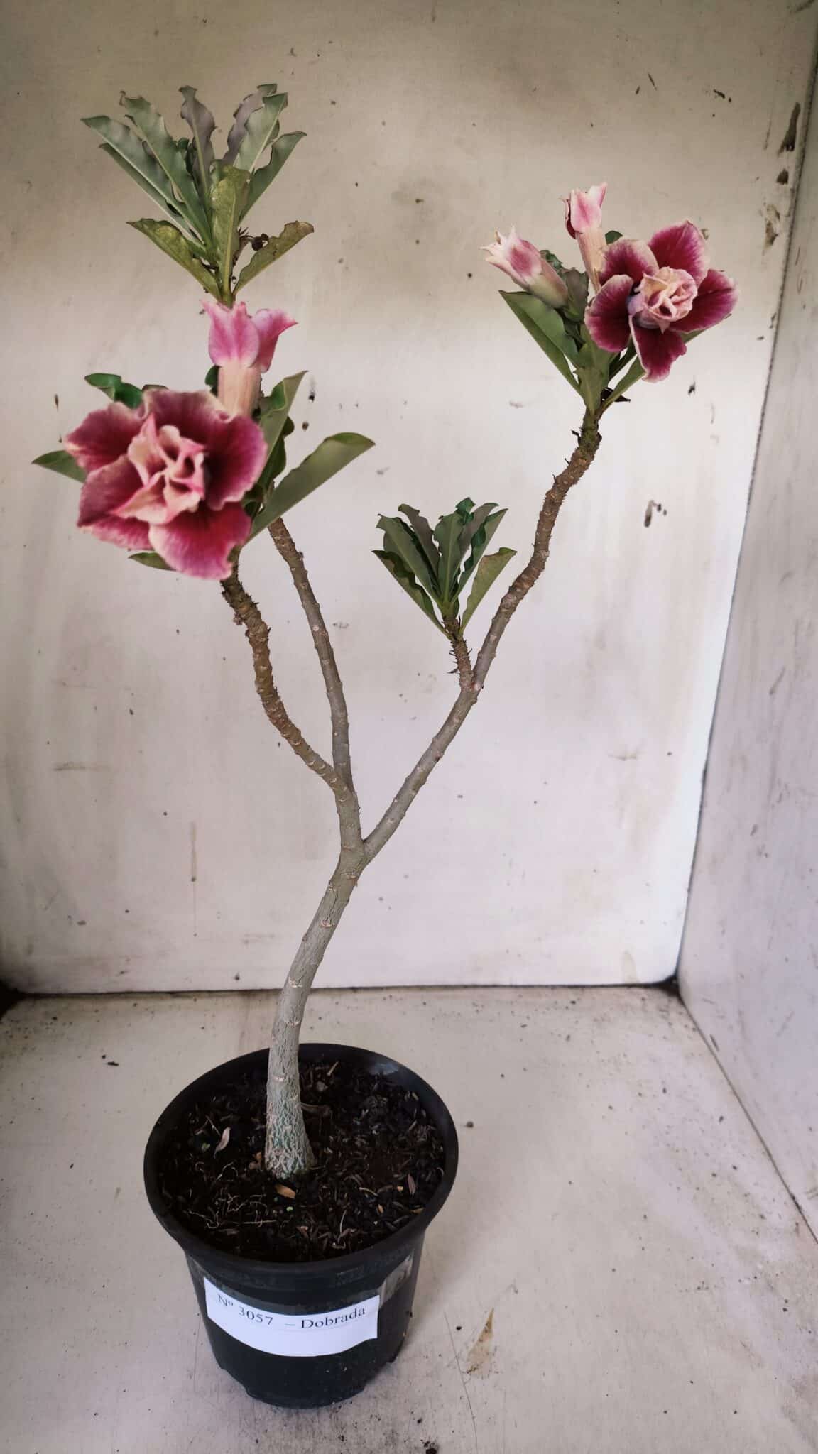 Planta Dobrada 3057 – 30cm – 02 anos