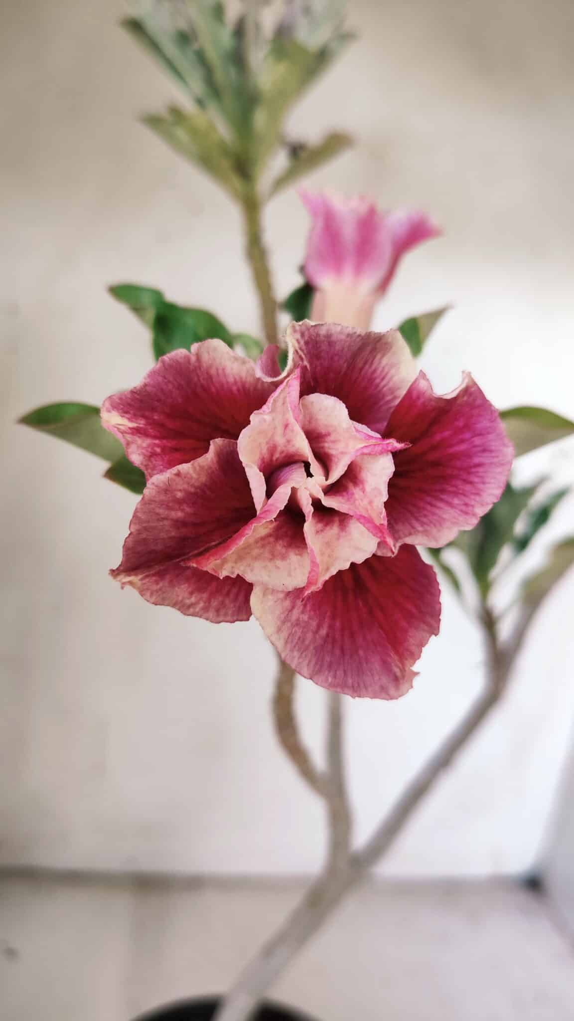Planta Dobrada 3057 – 30cm – 02 anos