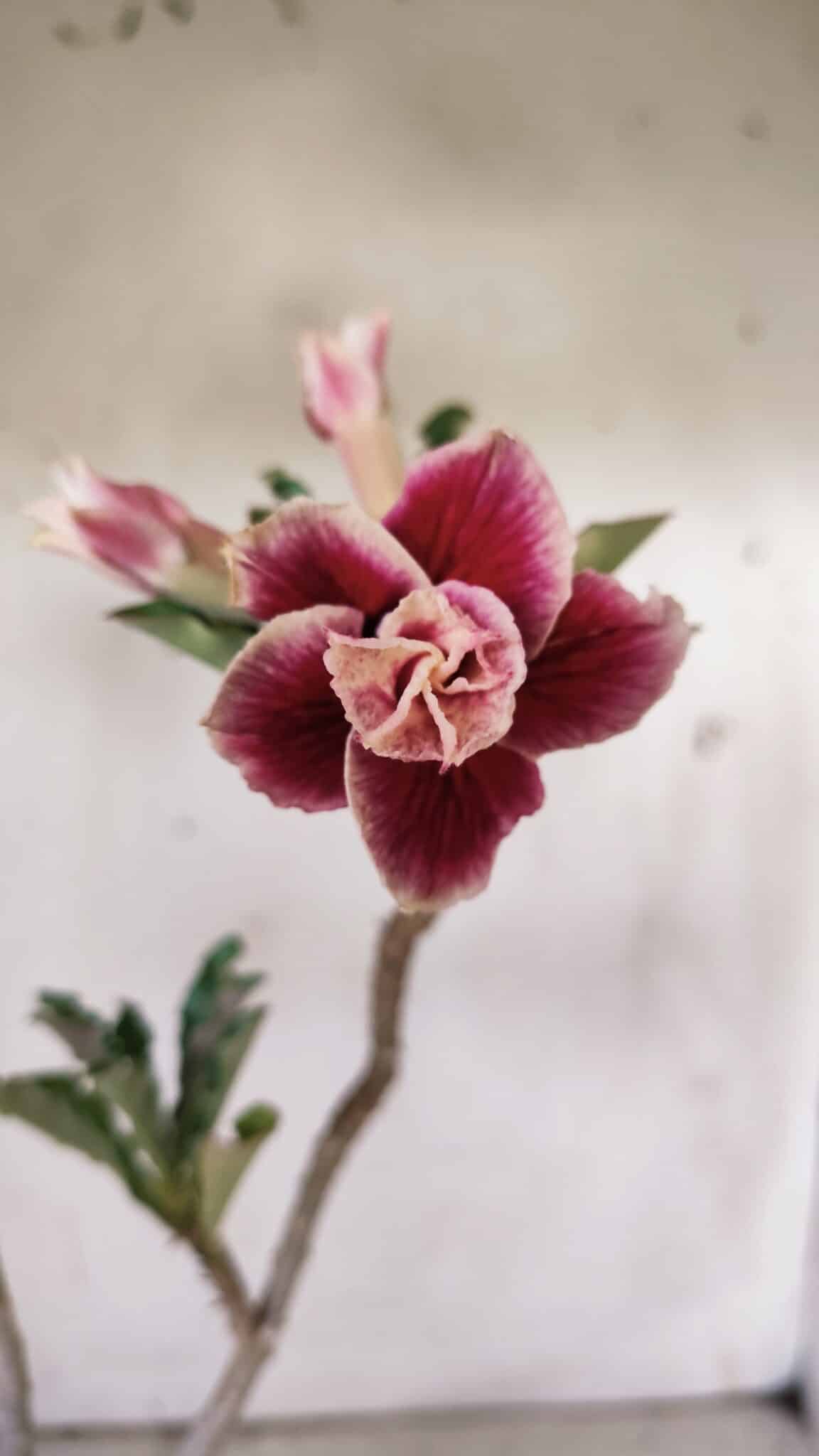 Planta Dobrada 3057 – 30cm – 02 anos