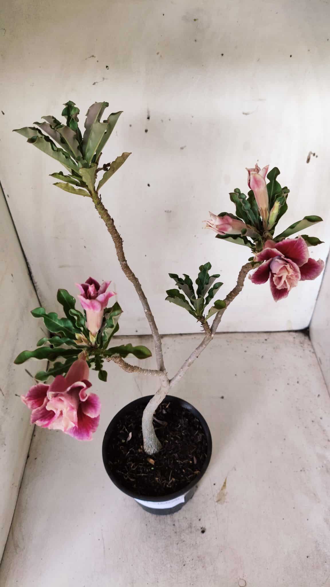 Planta Dobrada 3057 – 30cm – 02 anos