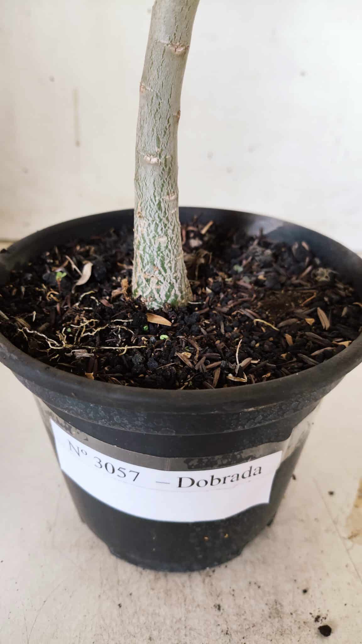 Planta Dobrada 3057 – 30cm – 02 anos