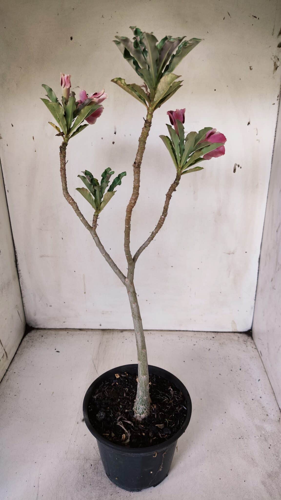 Planta Dobrada 3057 – 30cm – 02 anos