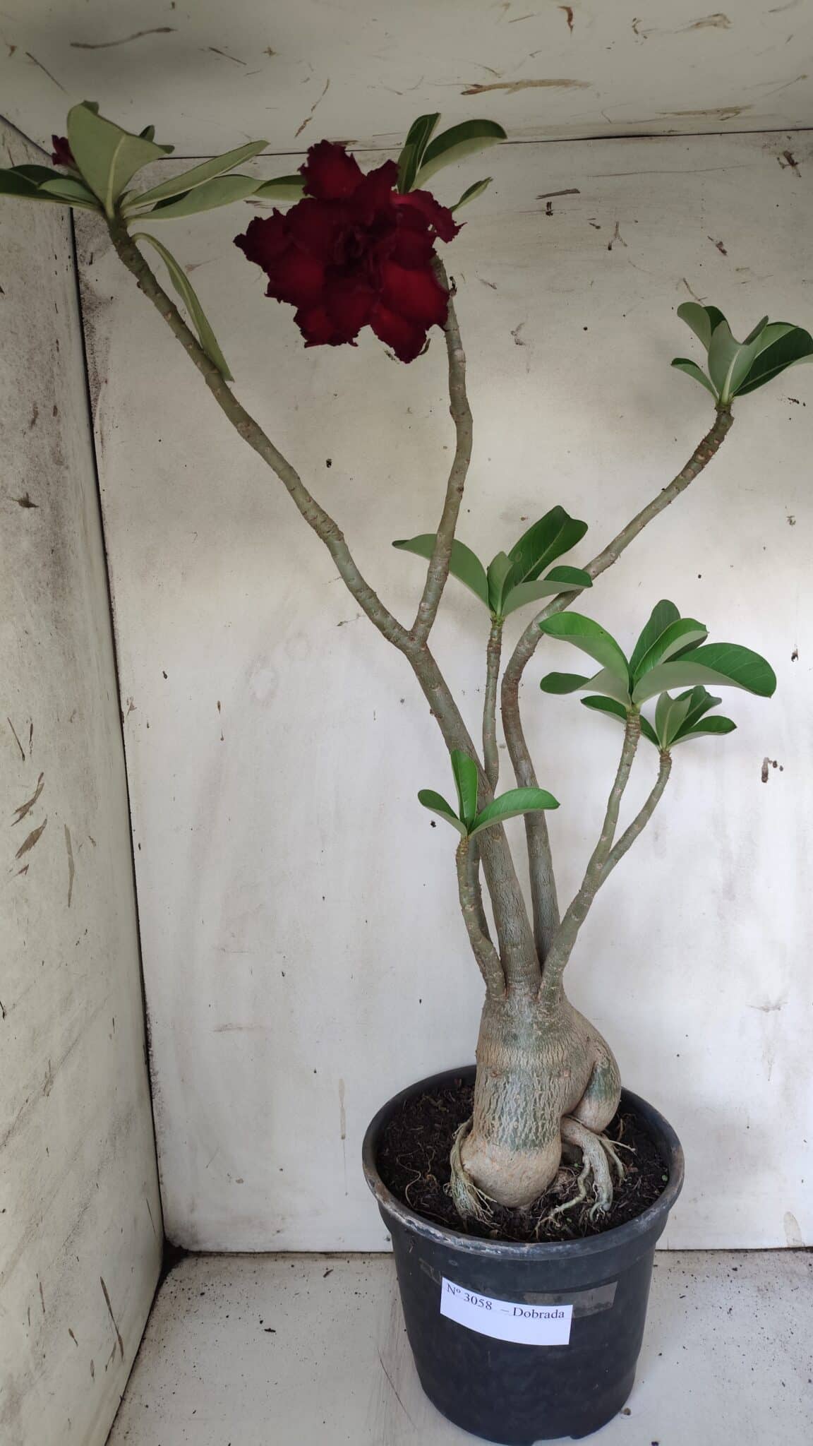 Planta Dobrada 3058 – 60cm – 05 anos