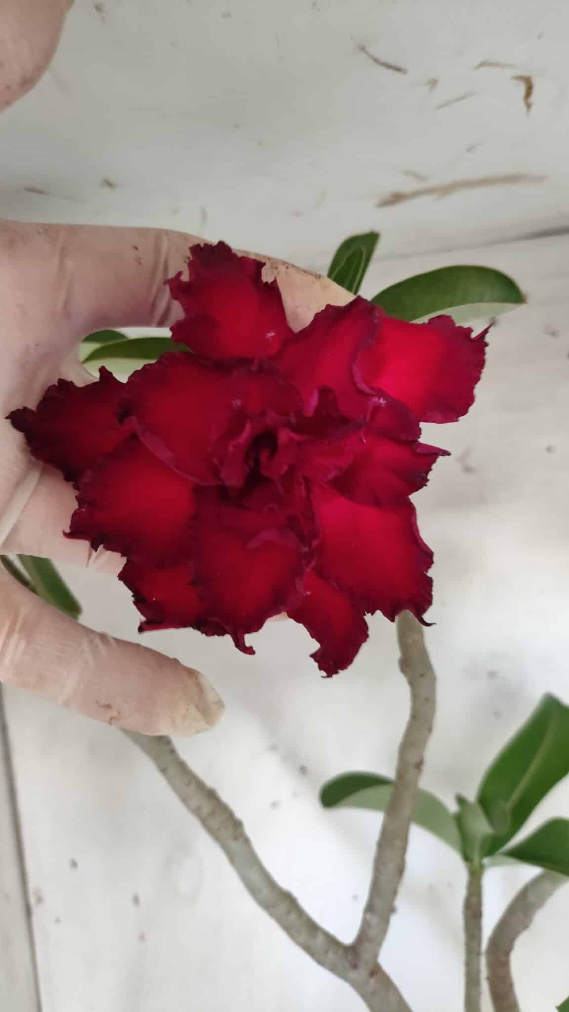 Planta Dobrada 3058 – 60cm – 05 anos