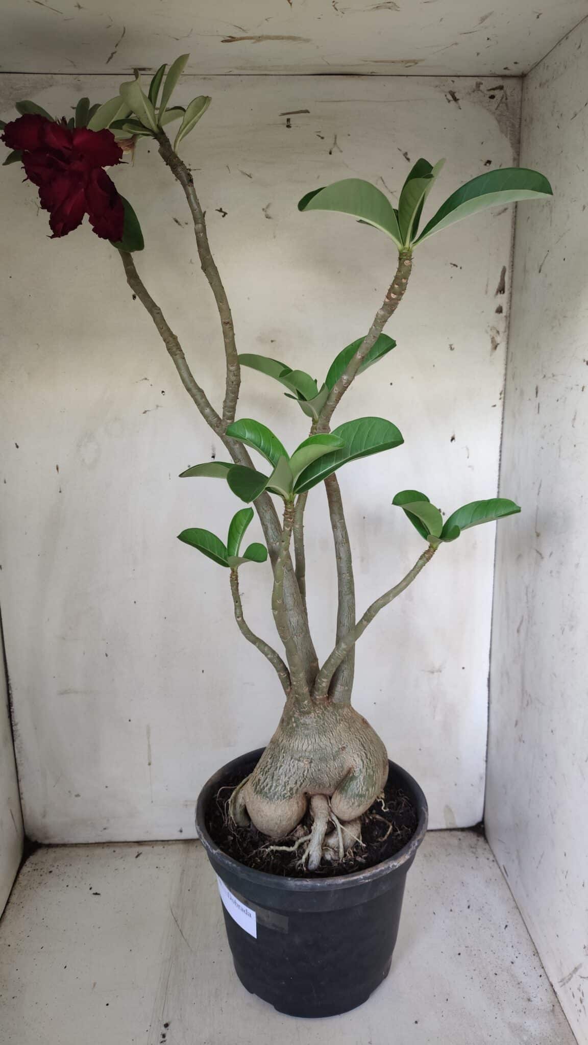 Planta Dobrada 3058 – 60cm – 05 anos