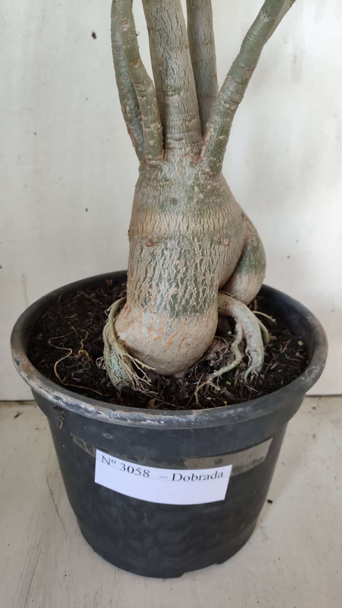 Planta Dobrada 3058 – 60cm – 05 anos