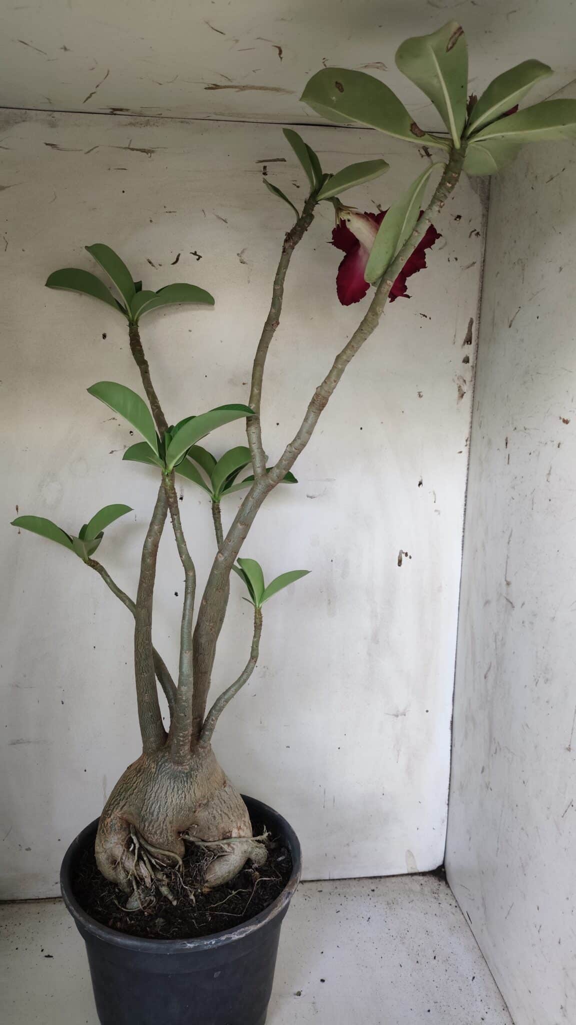 Planta Dobrada 3058 – 60cm – 05 anos