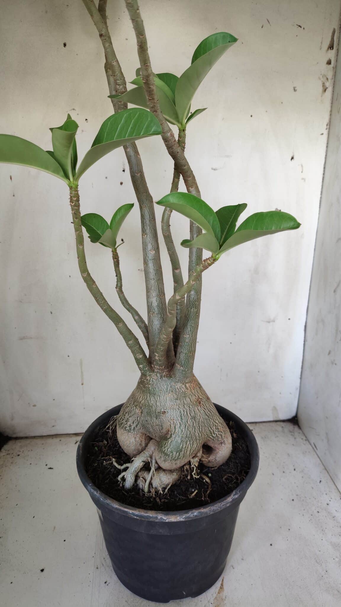Planta Dobrada 3058 – 60cm – 05 anos